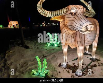 Eine große beleuchtete Laterne-Skulptur eines Wasserbüffels mit geschwungenen Hörnern steht bei einem nächtlichen Outdoor-Festival im Vordergrund. Die Stockfoto