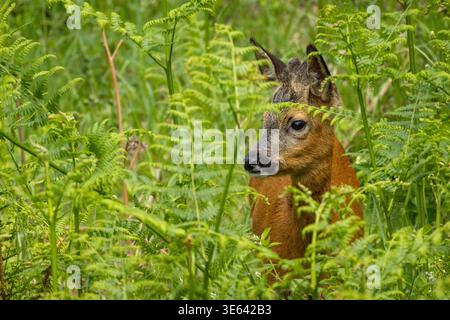 Reh, Capreolus capreolus, in frischem grünen Bracken, Schottland, Vereinigtes Königreich. Stockfoto