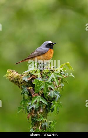 Männlicher Redstart, Phoenicurus phoenicurus, auf einem mit Efeu bedeckten Baumstumpf. Schottland, Großbritannien Stockfoto