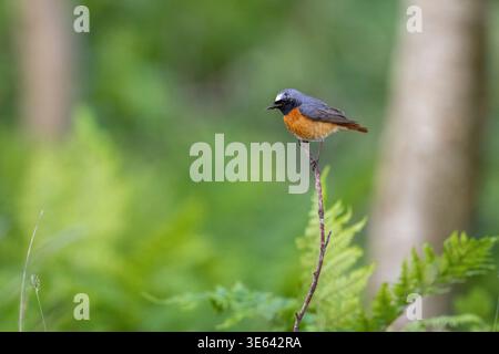 Männlicher Redstart, Phoenicurus phoenicurus, auf einem moosigen dünnen Zweig im Eichenwald, Schottland, Großbritannien. Stockfoto
