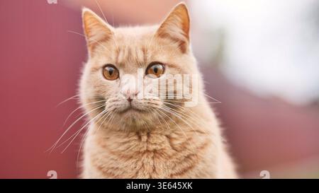 Ingwerkatze, die direkt nach vorne starrt, mit hellen, bernsteinfarbenen Augen draußen Stockfoto