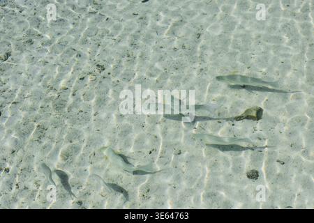 Unterwasserwelt einer Insel auf den Malediven, Fische verschiedener Farben Stockfoto