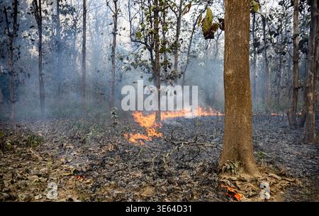 Brennende Blätter in Jim Cornett NP, Uttharakhans, Nordindien. Stockfoto