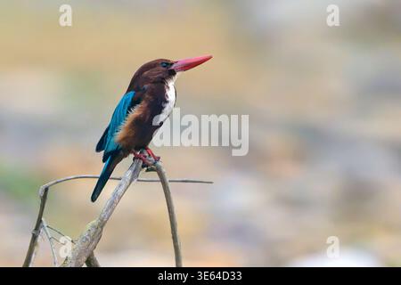 weißkehlenvogel (Halcyon smyrnensis) aus Jim Corbett NP, Uttharakhand, Nordindien. Stockfoto