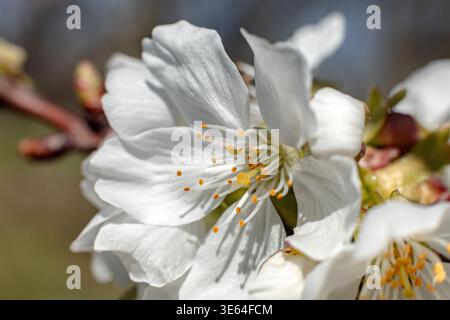 Makroaufnahme einer blühenden Kirschbaumblume in einem Frühlingsgarten mit verschwommenem Hintergrund Stockfoto