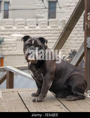 Die alte englische Bulldogge posiert für ein natürliches Porträt, während sie auf einer Holzbühne sitzt Stockfoto