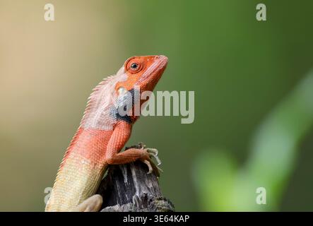 Farbenfrohe orientalische Garteneidechse in natürlichem Licht. Dieses Foto wurde aus bangladesch aufgenommen. Stockfoto