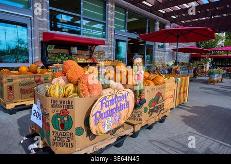 Kürbisse und Kürbisse zum Verkauf auf Trader Joe's Outdoor Market. Saisonale Herbstpräsentation mit „Fantasy Pumpkins“-Schild und Halloween-Dekoration. Stockfoto