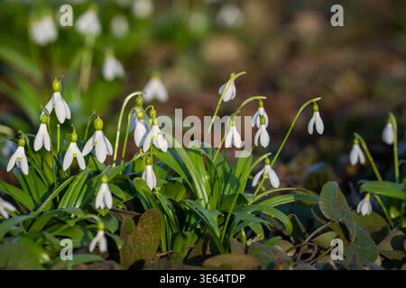 Schneeglöckchen (Galanthus nivalis) blühen im Sonnenlicht des Frühjahrs, zarte weiße Blüten. Nahaufnahme von Schneeglöckchen (Galanthus nivalis). Stockfoto