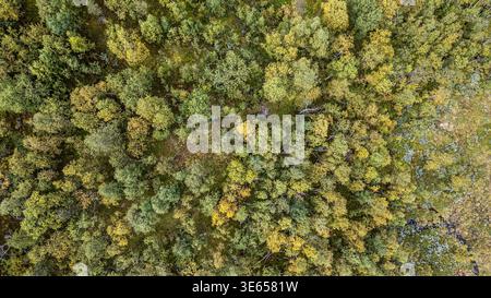 Ein Luftbild von oben zeigt einen dichten Wald von Zwergbirken und Sträuchern in der norwegischen Tundra. Die natürliche Textur wechselt Grün- und YE-Töne ab Stockfoto