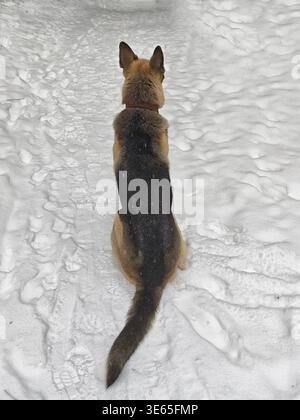 Ein Deutscher Schäferhund ruht im Schnee, beobachtet die Umgebung und sitzt im Winter auf einem Pfad, der aus Schneepfaden besteht. Stockfoto