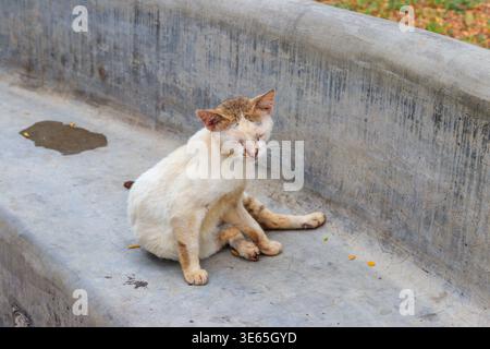 Streunende Katze auf einer Betonbank in einem Park. Konzept des Schutzes obdachloser Tiere Stockfoto