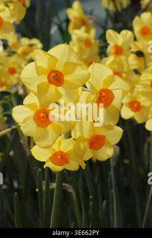 Narcissus 'Martinette'. Hintergrundbeleuchtete Nahgruppe von hellgelben Narzissen mit tieforangefarbenen Trompeten. Stockfoto