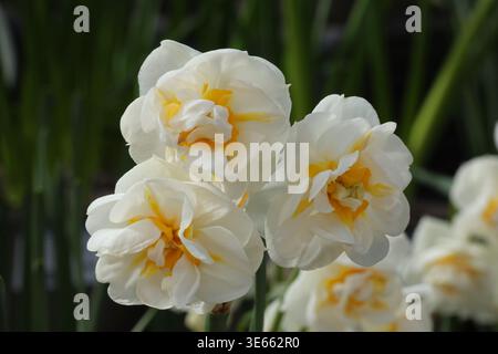 Narcissus 'Brautkrone'. Drei Nahaufnahme cremige doppelte weiße Narzissen mit gelben orangen inneren Petaloiden. Stockfoto