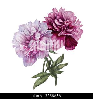 Rosafarbene Pfingstrosen, in Aquarellen bemalt, mit pastellfarbenen und satten rosa Blüten, in einer eleganten botanischen Komposition angeordnet. Handgemalte Blumenabbildung Stockfoto