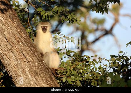 Grüne Meerkatze/Meerkatze/Cercopithecus aethiops Stockfoto