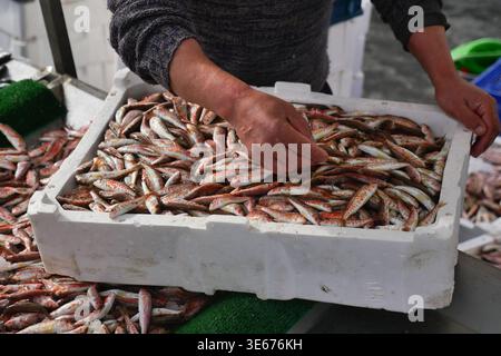 Fischer sortieren am frühen Morgen frischen Fisch auf dem Markt Stockfoto