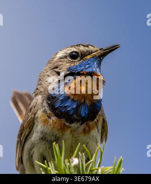 Ein Bluethroat-Vogel mit wunderschönen bunten Federn auf einem Zweig Stockfoto