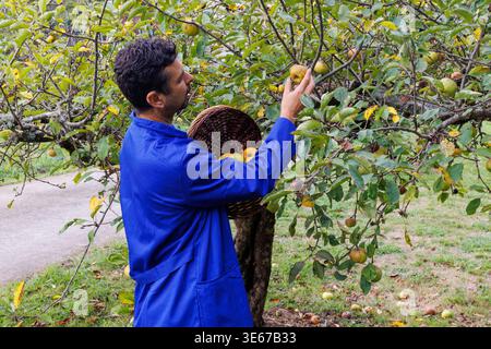 Mann in blauem Arbeitsmantel, der einen Korb mit Reifen und unreifen Äpfeln eines Obstbaums füllt, was auf traditionelle Erntemethoden und landwirtschaftliche Methoden hinweist Stockfoto
