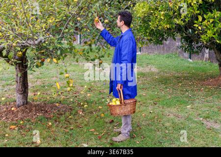 Mann im blauen Fell erntet reife Äpfel in einem sonnendurchfluteten Obstgarten, hält einen Korb voller frischer Früchte zwischen grünen Blättern und Gras, ländlicher Autu Stockfoto