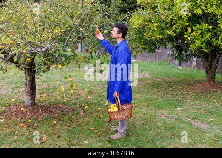 Mann in einem blauen Arbeitsmantel, der reife gelbe Äpfel von einem kleinen Obstbaum in einem Obstgarten pflückt und einen Korbkorb voller frisch gepflückter Früchte hält Stockfoto