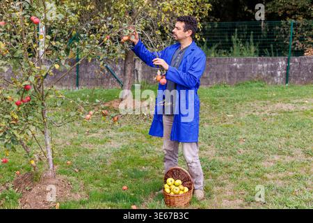 Mensch erntet Bio-Äpfel von einem kleinen Baum in einem grünen Obstgarten, legt frisches Obst in einen Korb während der Herbsternte, ländliche Bauernhof wor Stockfoto