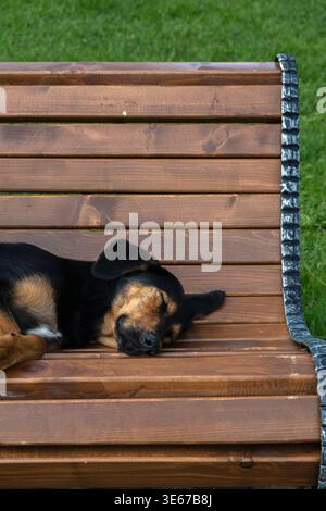 Süßer schwarzer und brauner streunender Hund, der friedlich auf einer Parkbank schläft Stockfoto