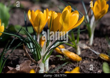 Begrüßen Sie den Frühling mit dieser leuchtenden Nahaufnahme goldgelber Krokusse, die im warmen Sonnenlicht leuchten. Perfekt für saisonale Kampagnen, Gartenbranding und nat Stockfoto