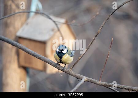 Ein kleiner singvogel, der auf einem Zweig in der Nähe eines hölzernen Vogelhauses in sanftem Tageslicht thront Stockfoto