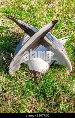 Die tote schwarze Möwe liegt auf dem Boden Stockfoto
