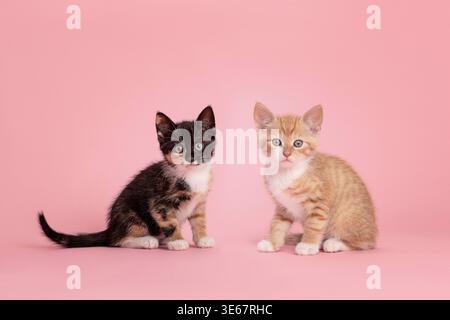 Süßes Calico und Ingwerkätzchen sitzen und schauen in die Kamera auf pinkfarbenem Hintergrund Stockfoto