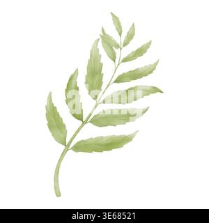 Ein Zweig Eukalyptus, Weide oder Olive mit grünen Blättern. Aquarellabbildung. Federzweige; Zeichnung isoliert auf weißem Hintergrund. Stockfoto