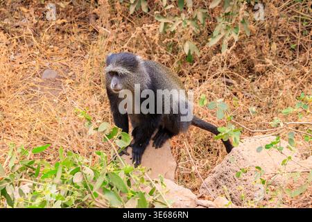 Blauer Affe oder Diademed Affe (Cercopithecus mitis) im Lake Manyara National Park in Tansania Stockfoto
