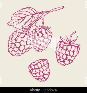 Aquarellset Himbeeren. Vintage-Elemente von Himbeerbüschen mit Blättern und rosa Beeren Aquarell auf transparentem Hintergrund. Duftender Wald Stock Vektor