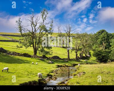 Schafe, die neben Gordale Beck weiden, an einem hellen Tag im Sommer. Stockfoto