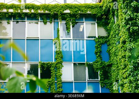 Modernes blaues Gebäude mit bewachsenen grünen Efeublättern. Dekoration der Hausfassade, Fenster mit Kletterpflanzen von außen im Frühling, s Stockfoto