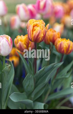 Tulipa Orange Princess – Orange gerötete violette Tulpen Stockfoto