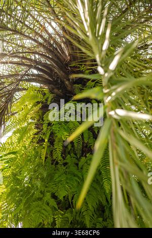 Low-Angle-Makro von Palmstamm bedeckt mit Ferns - tropisches Grün und Highlights des Sonnenlichts Stockfoto