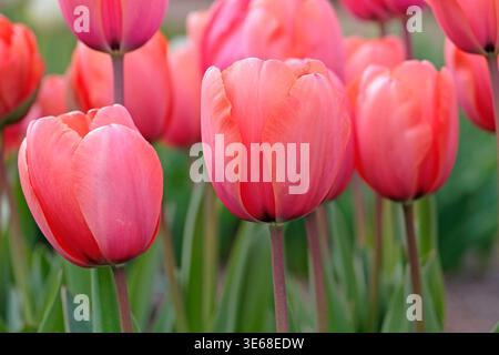 Lachsrosa Tulipa, Tulpe „Aprikosenabdruck“ in Blüte. Stockfoto