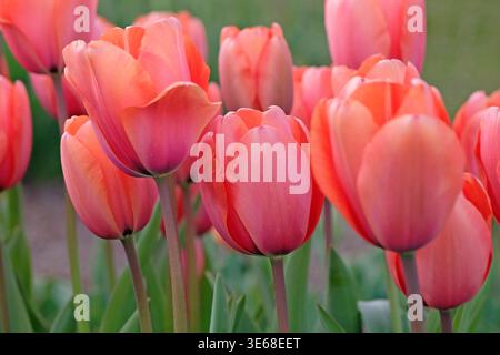 Lachsrosa Tulipa, Tulpe „Aprikosenabdruck“ in Blüte. Stockfoto
