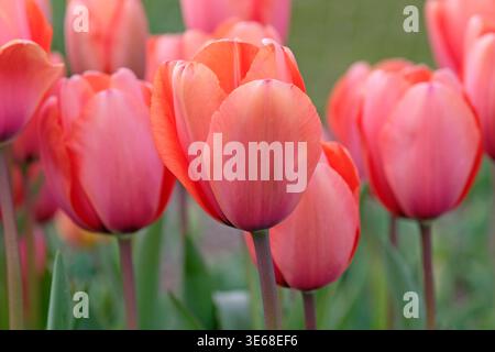 Lachsrosa Tulipa, Tulpe „Aprikosenabdruck“ in Blüte. Stockfoto