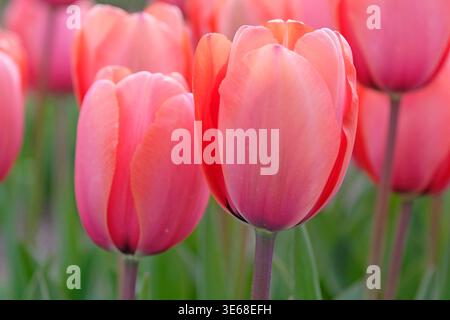 Lachsrosa Tulipa, Tulpe „Aprikosenabdruck“ in Blüte. Stockfoto