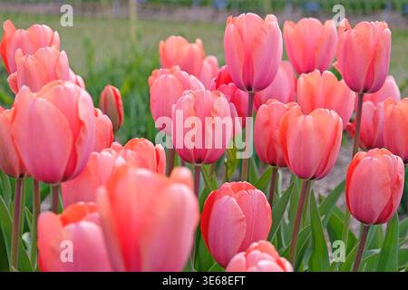 Lachsrosa Tulipa, Tulpe „Aprikosenabdruck“ in Blüte. Stockfoto