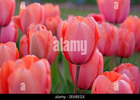 Lachsrosa Tulipa, Tulpe „Aprikosenabdruck“ in Blüte. Stockfoto
