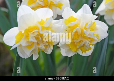 Cremefarbene und gelbe Doppel-Narzisse „westwärts“ Narzissen in Blüte. Stockfoto