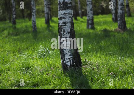 Birken im Park Stockfoto