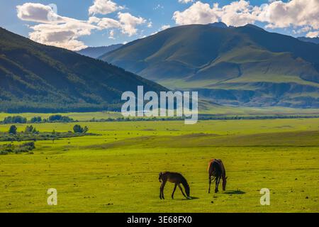 Zwei Pferde, ein Erwachsener und ein Fohlen, weiden friedlich auf dem weiten Grasland. Sanfte Hügel und Berge schaffen eine ruhige ländliche Landschaft unter einem klaren blauen Sch Stockfoto