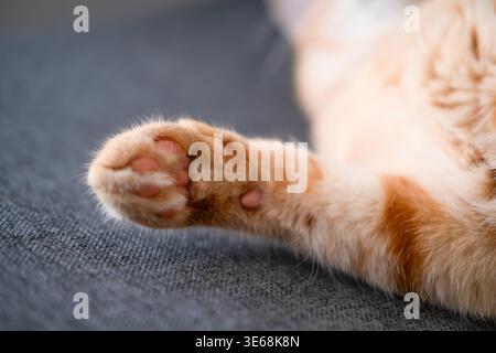 Ginger Katzenpfote auf dem Sofa. Stockfoto