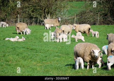 Schafherde mit Lämmern auf einem Feld Stockfoto