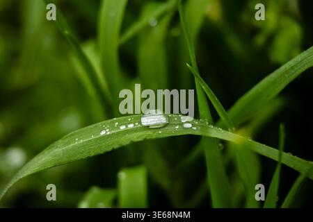 Makroaufnahme von Wassertröpfchen auf frischem grünen Grasblatt. Natürliches Licht und geringe Schärfentiefe sorgen für sanftes Bokeh, das Textur, Frische und hervorhebt Stockfoto